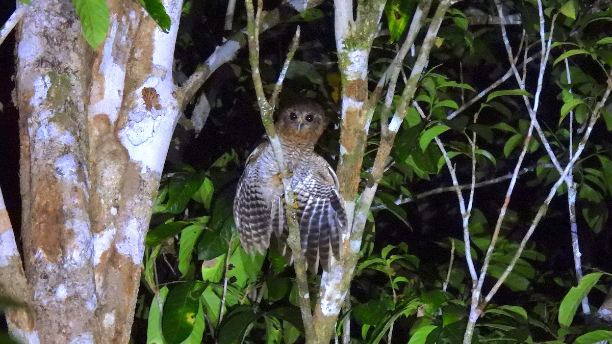 Seram Boobook - ML646634910