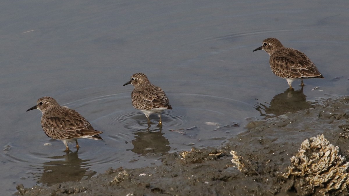 Побережник-крихітка - ML646634914