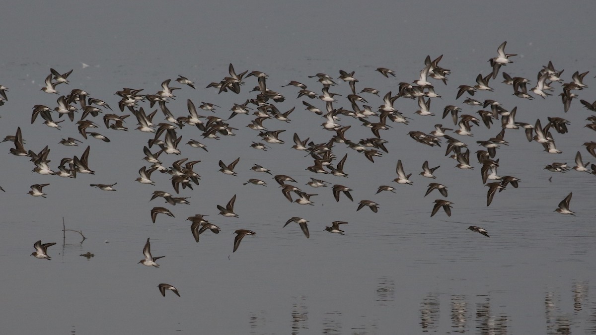 Побережник-крихітка - ML646634915