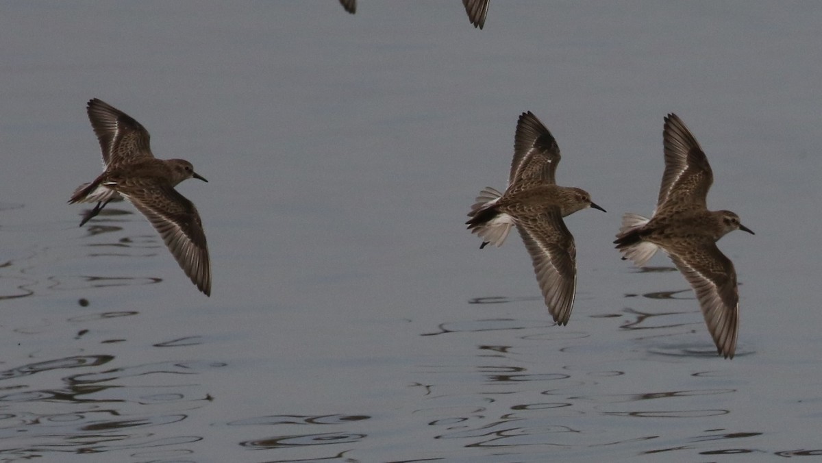 Побережник-крихітка - ML646634916