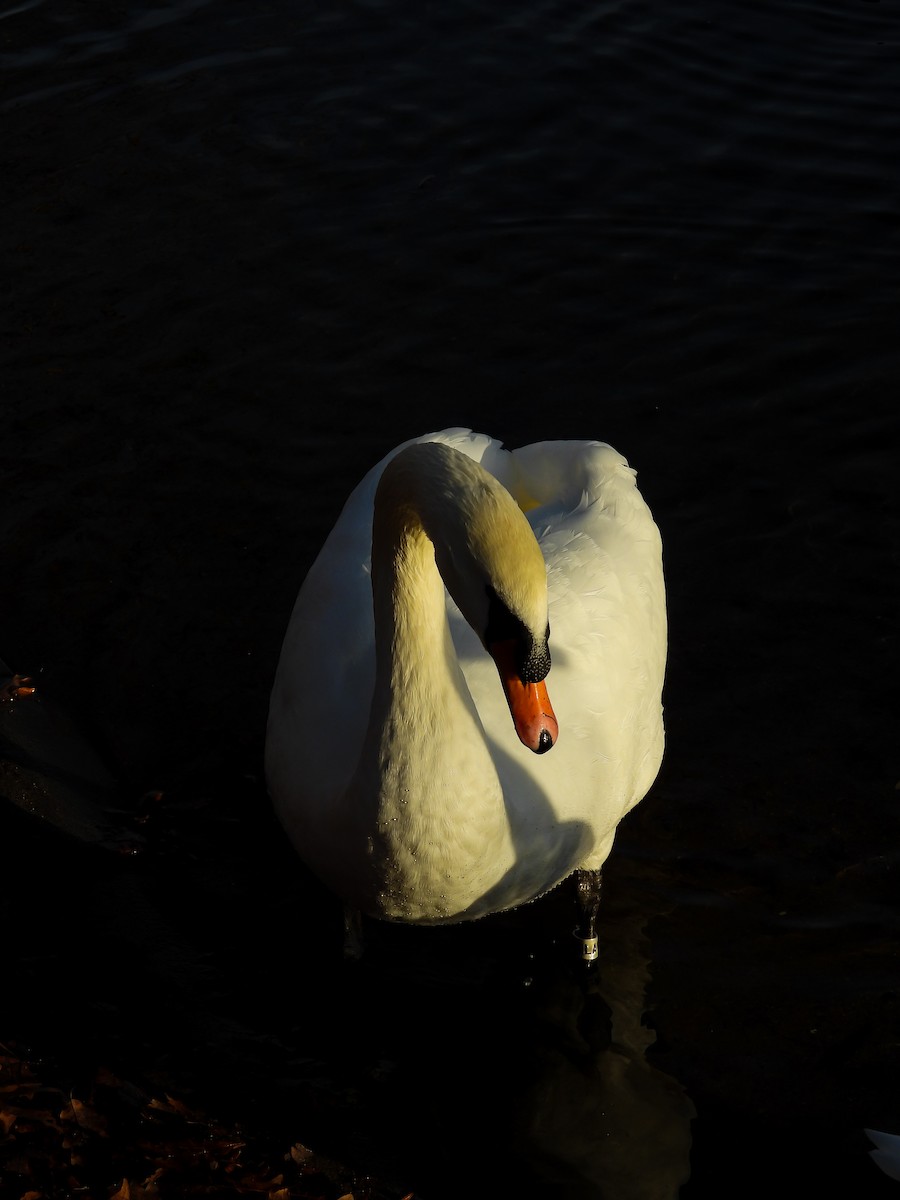 Cigno reale - ML646634917