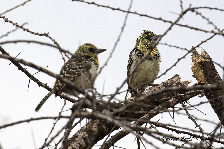 D'Arnaud's Barbet - ML646634918