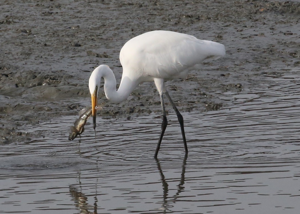 Чапля велика - ML646634920