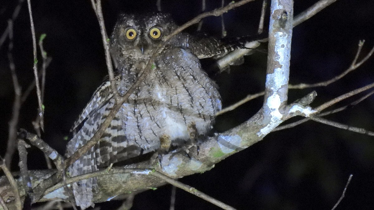 Moluccan Scops-Owl (Moluccan) - ML646634921