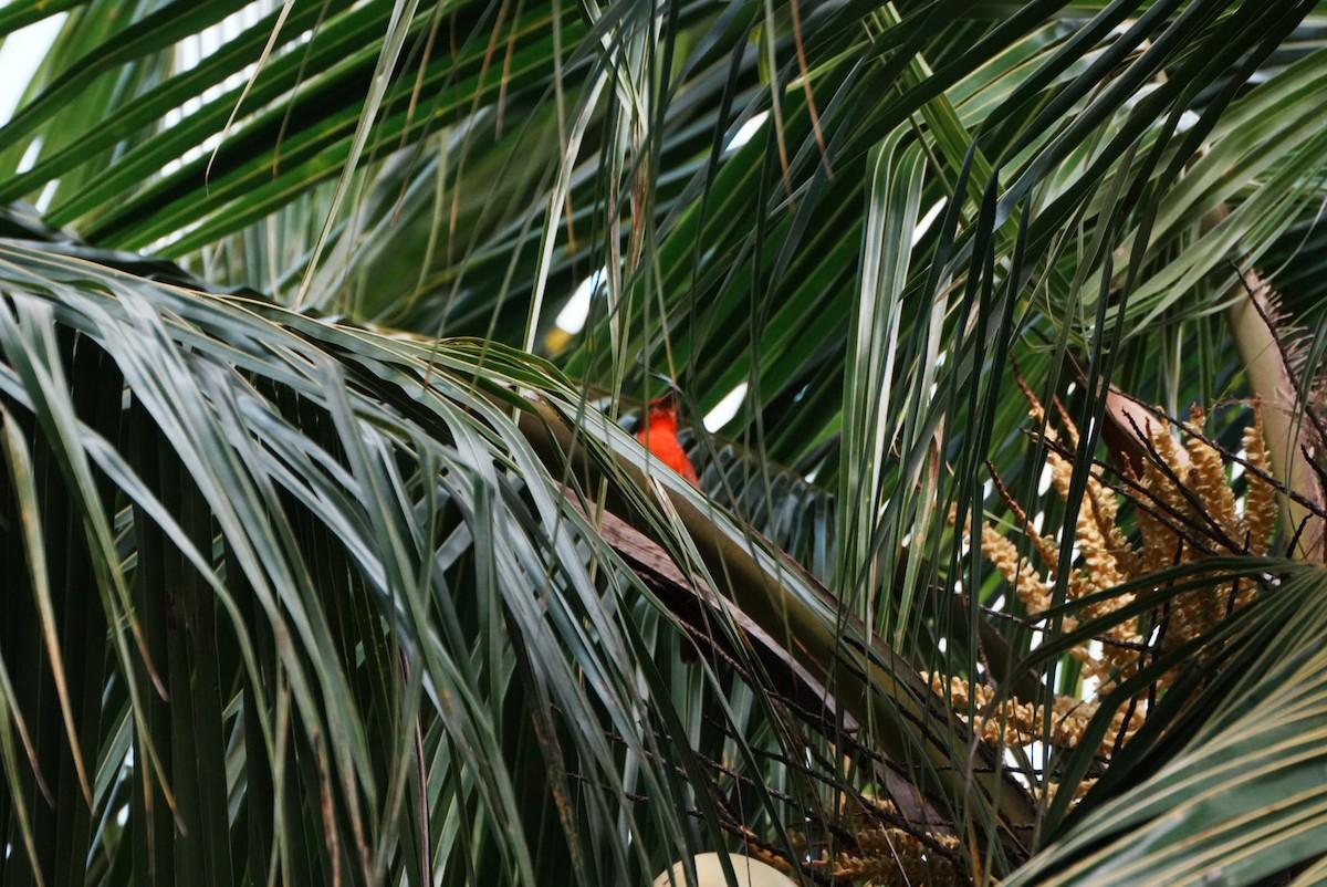 Summer Tanager - ML646634922