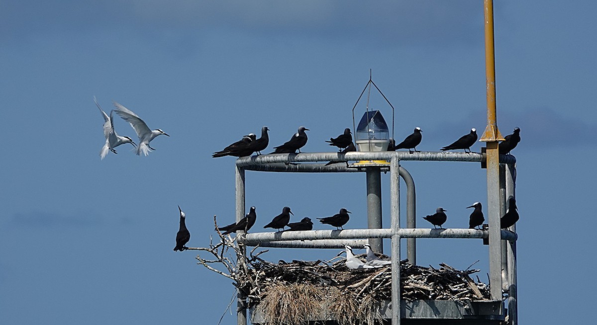 Black-naped Tern - ML646634923