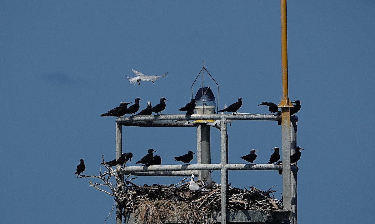 Black-naped Tern - ML646634924