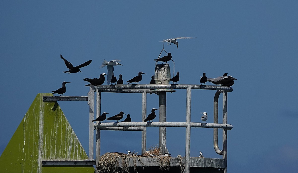 Black-naped Tern - ML646634925