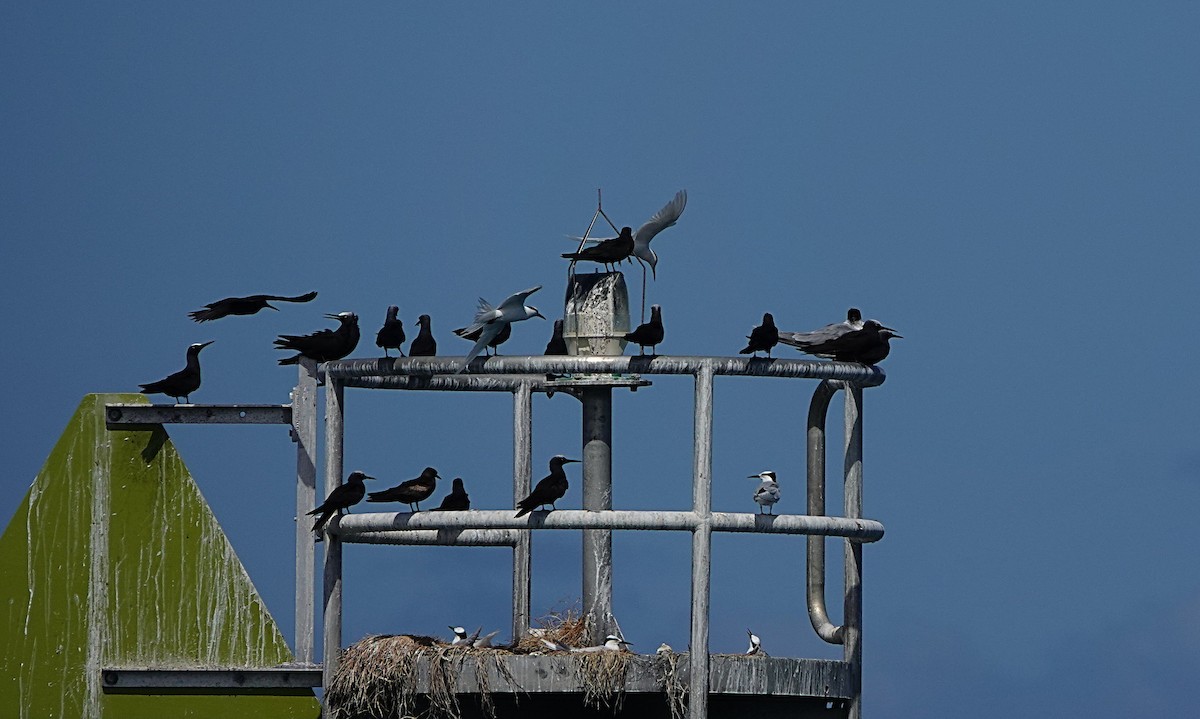 Black-naped Tern - ML646634926