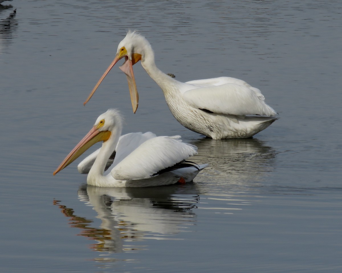 Пелікан рогодзьобий - ML646634927