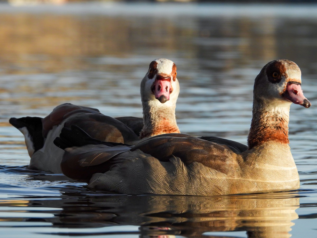 Egyptian Goose - ML646634931