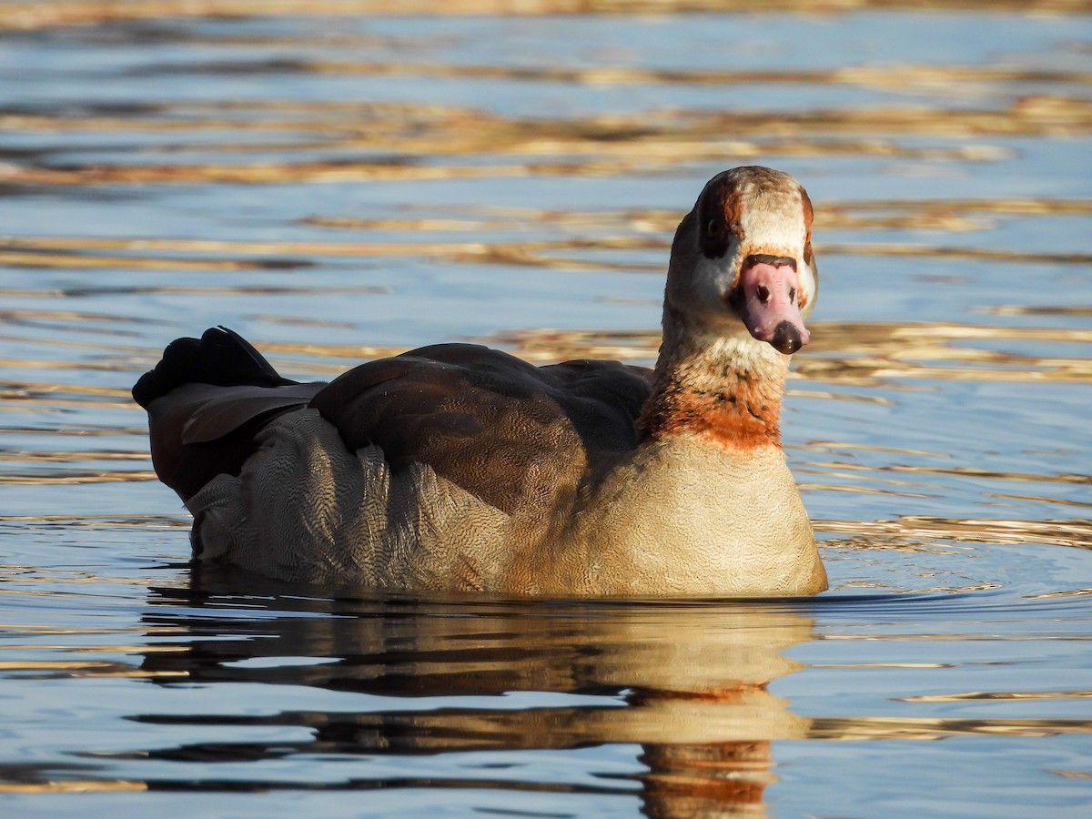 Egyptian Goose - ML646634932