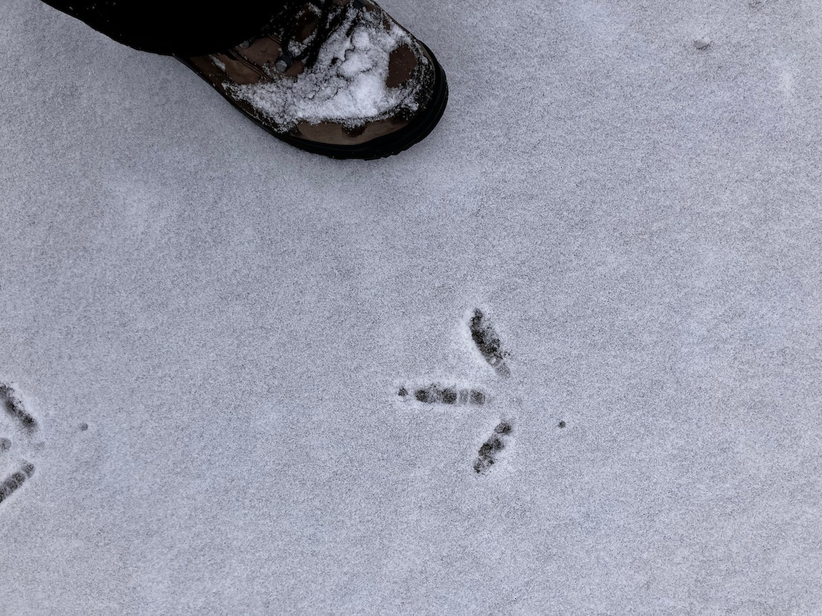 シチメンチョウ - ML646634935