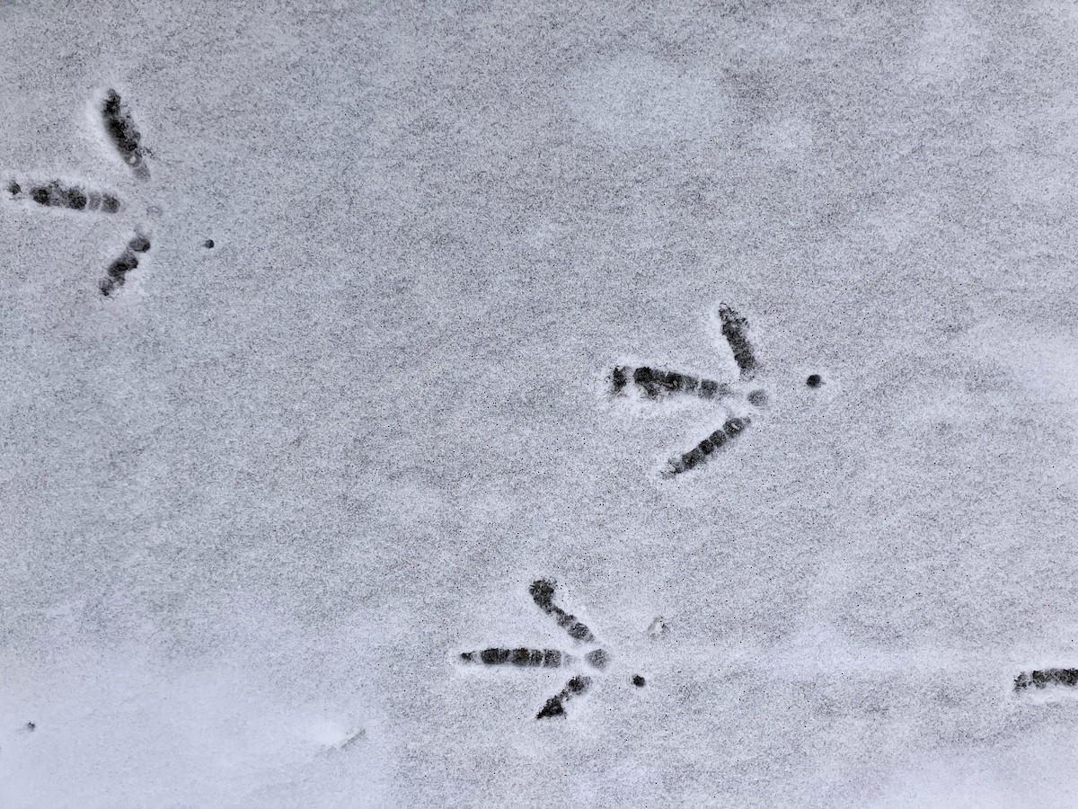 シチメンチョウ - ML646634936