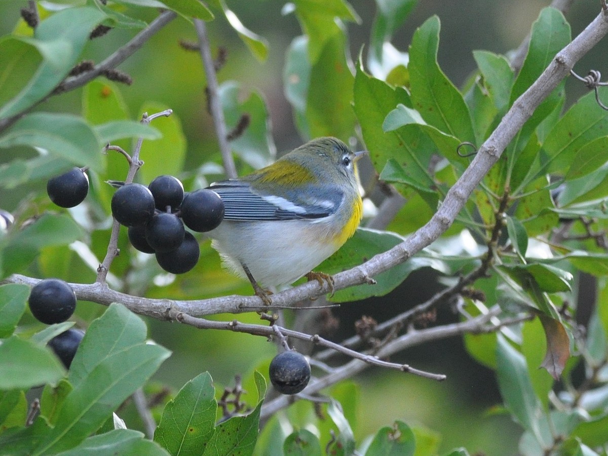 Очковая древесница - ML646634939