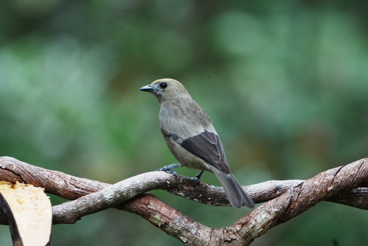 Palm Tanager - ML646634943