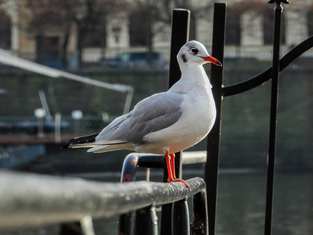 Gabbiano comune - ML646634946