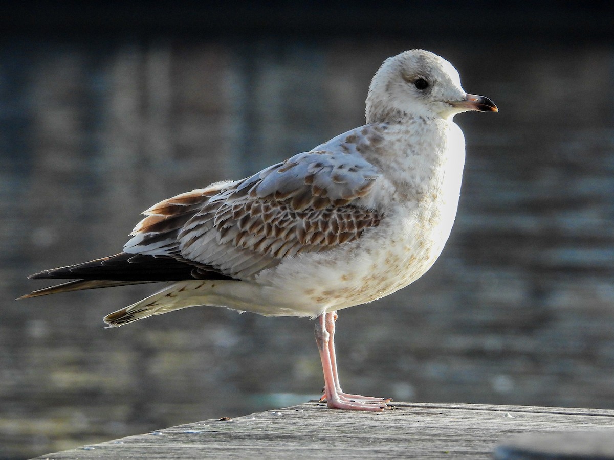 Gavina - ML646634952