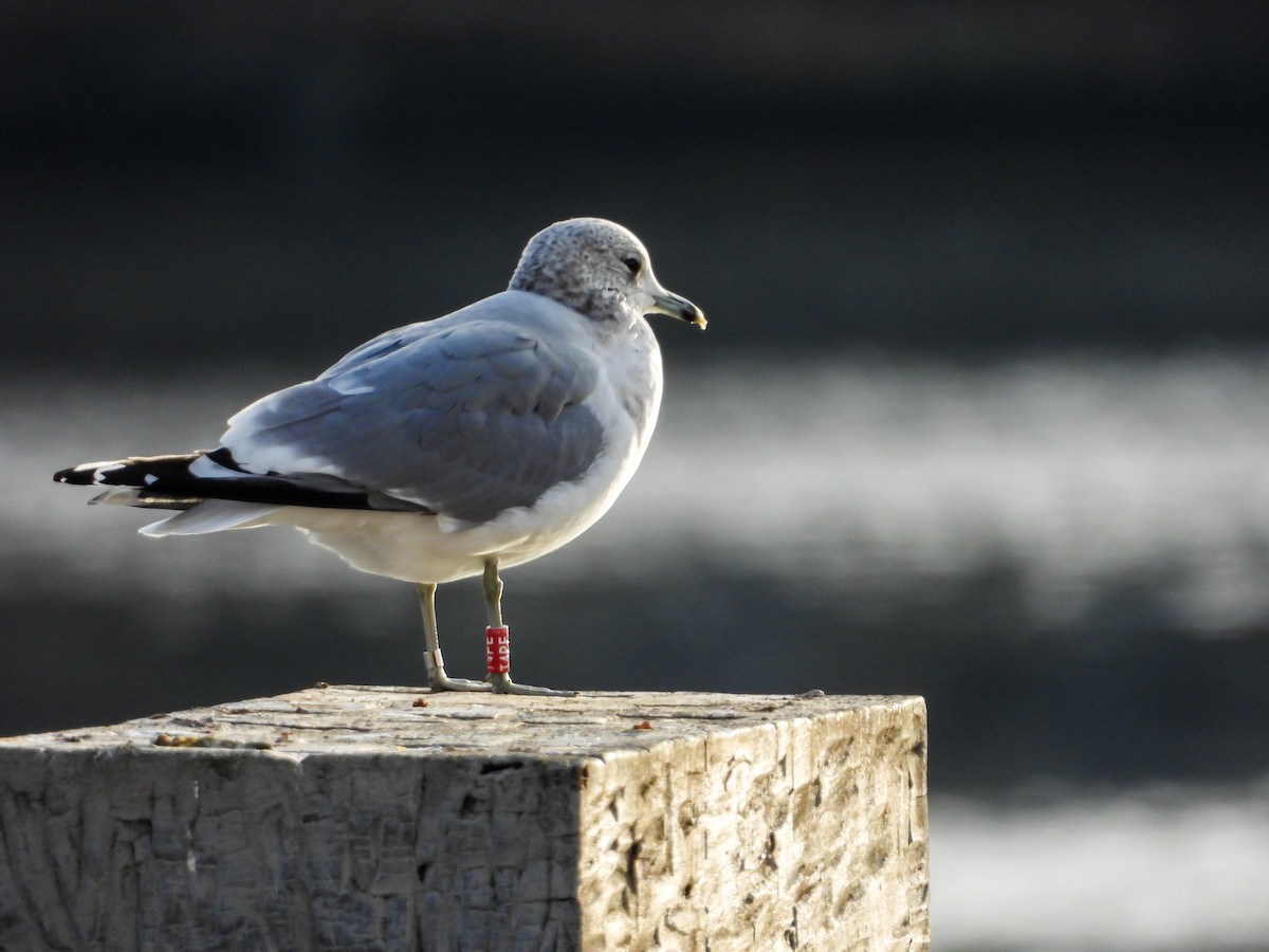 Gavina - ML646634953