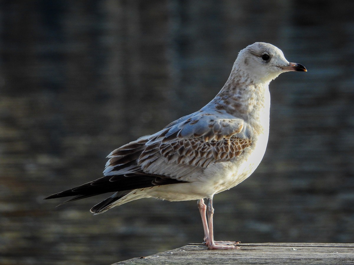 Gavina - ML646634954