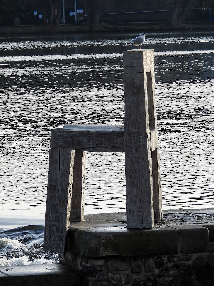 Gavina - ML646634955