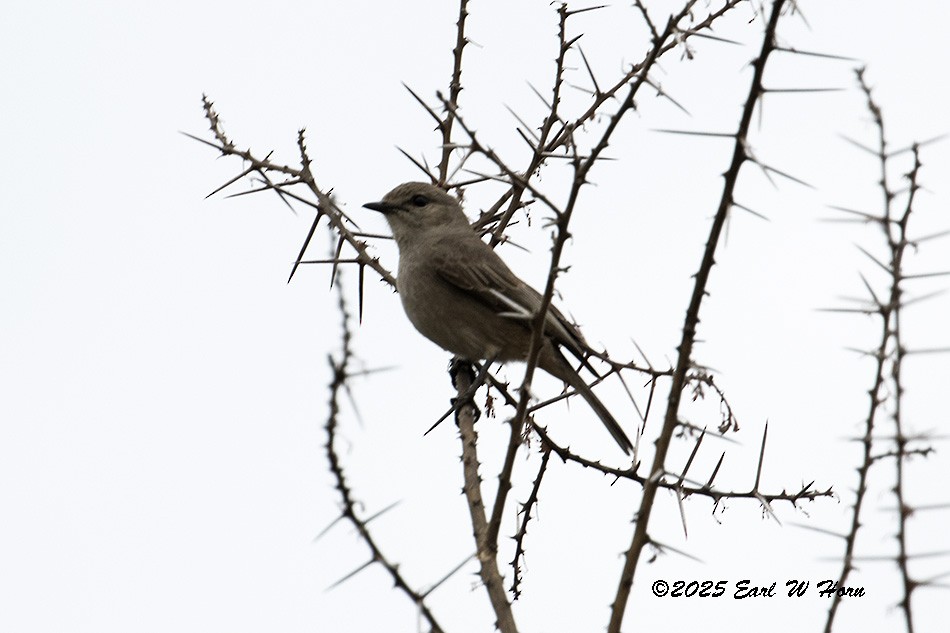 African Gray Flycatcher - ML646634956