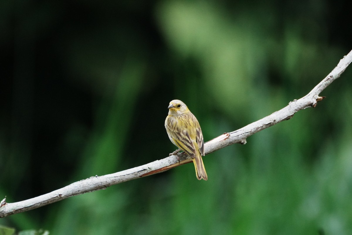 Saffron Finch - ML646634957