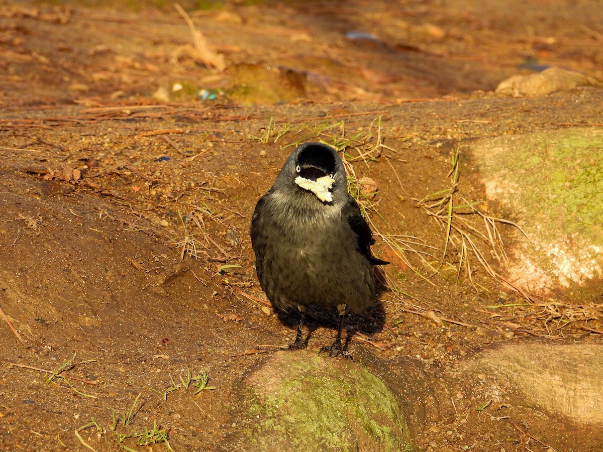 Taccola - ML646634958