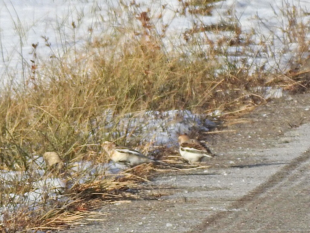 Snow Bunting - ML646634965