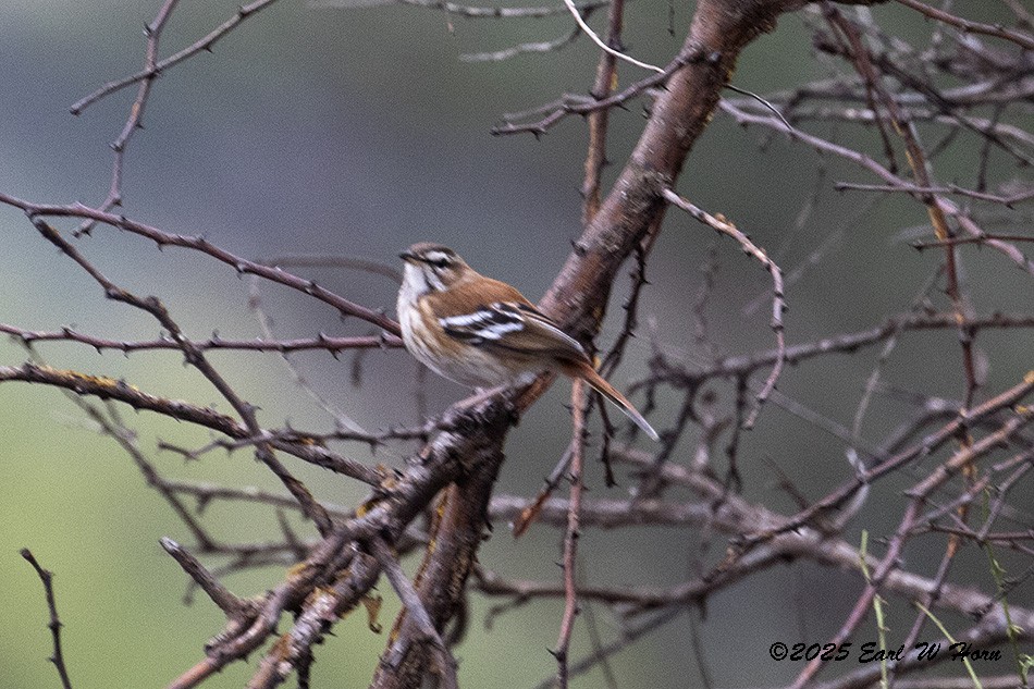 Buztantente bularpikarta - ML646634966