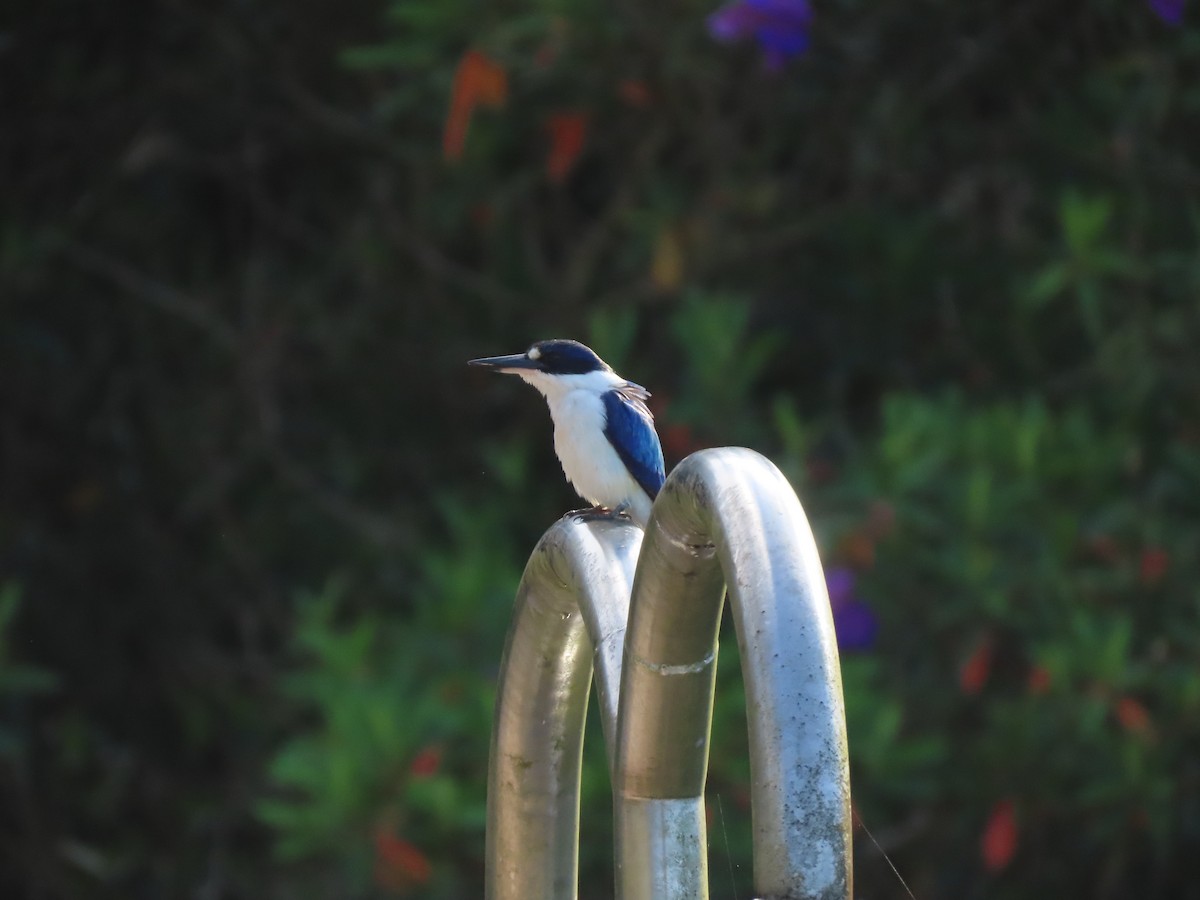 Forest Kingfisher - ML646634979