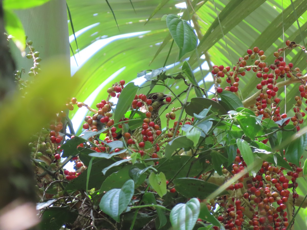 Spotted Catbird - ML646634983