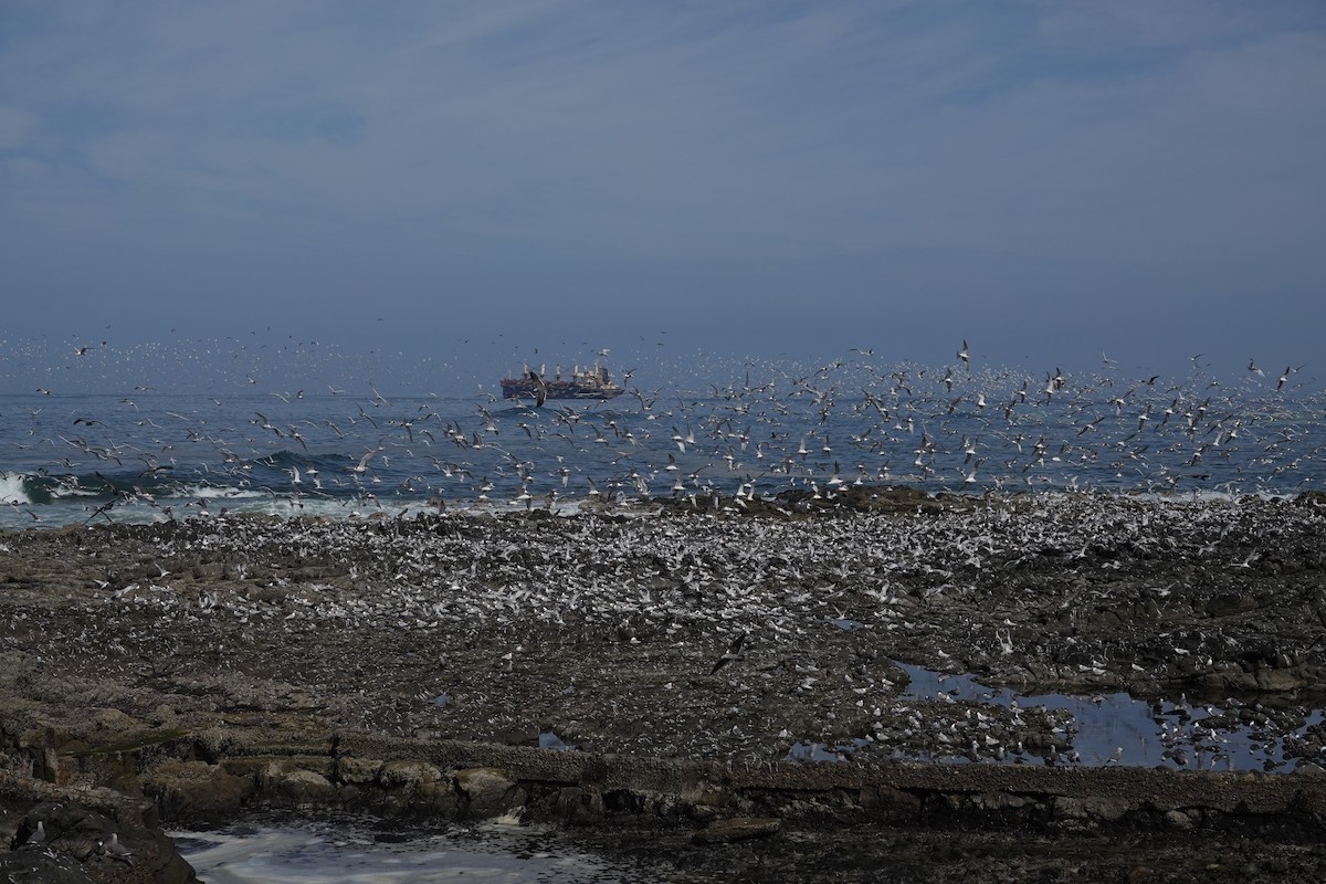 Elegant Tern - ML646634985