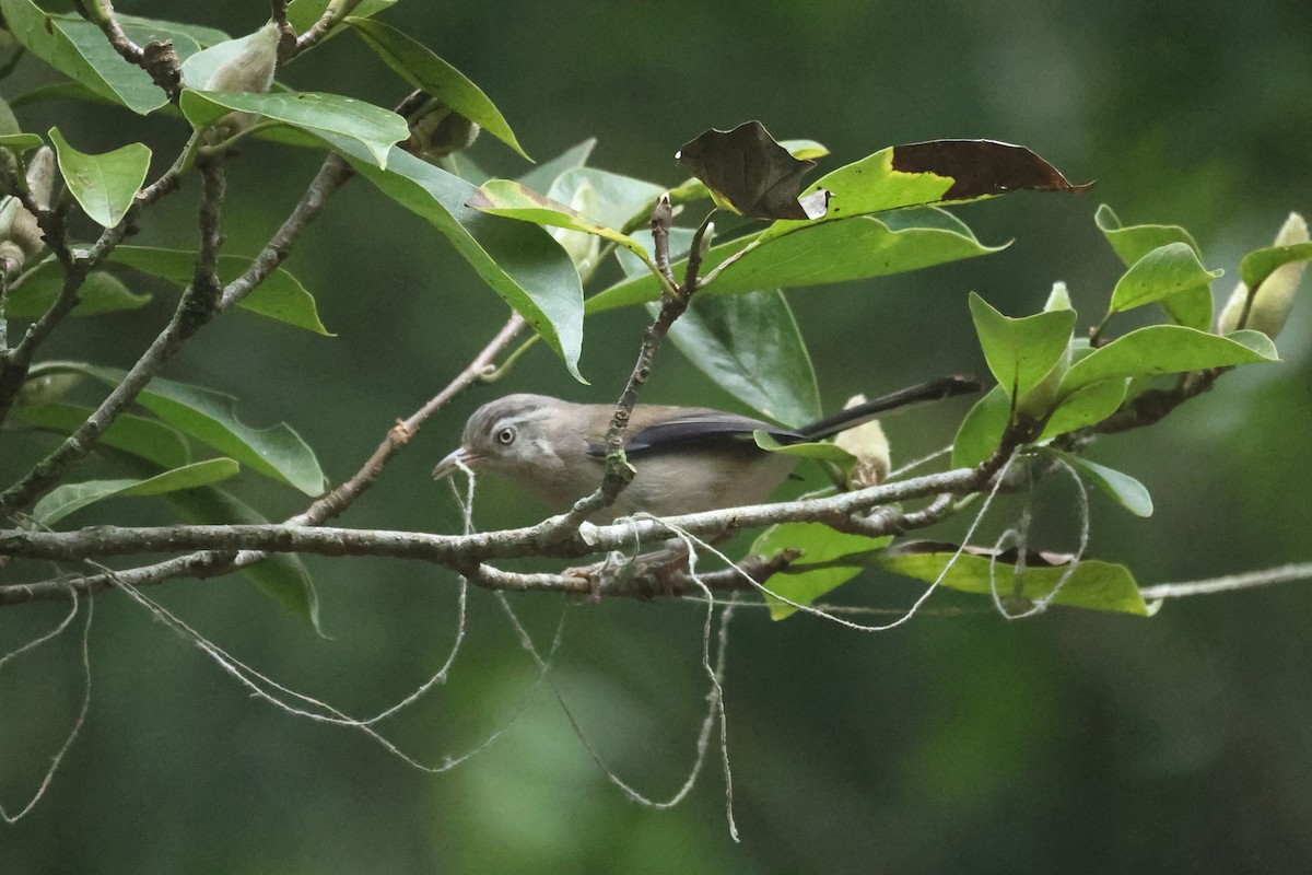 Blue-winged Minla - ML646634988