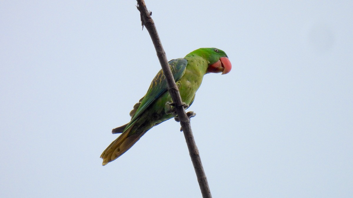Great-billed Parrot - ML646634989