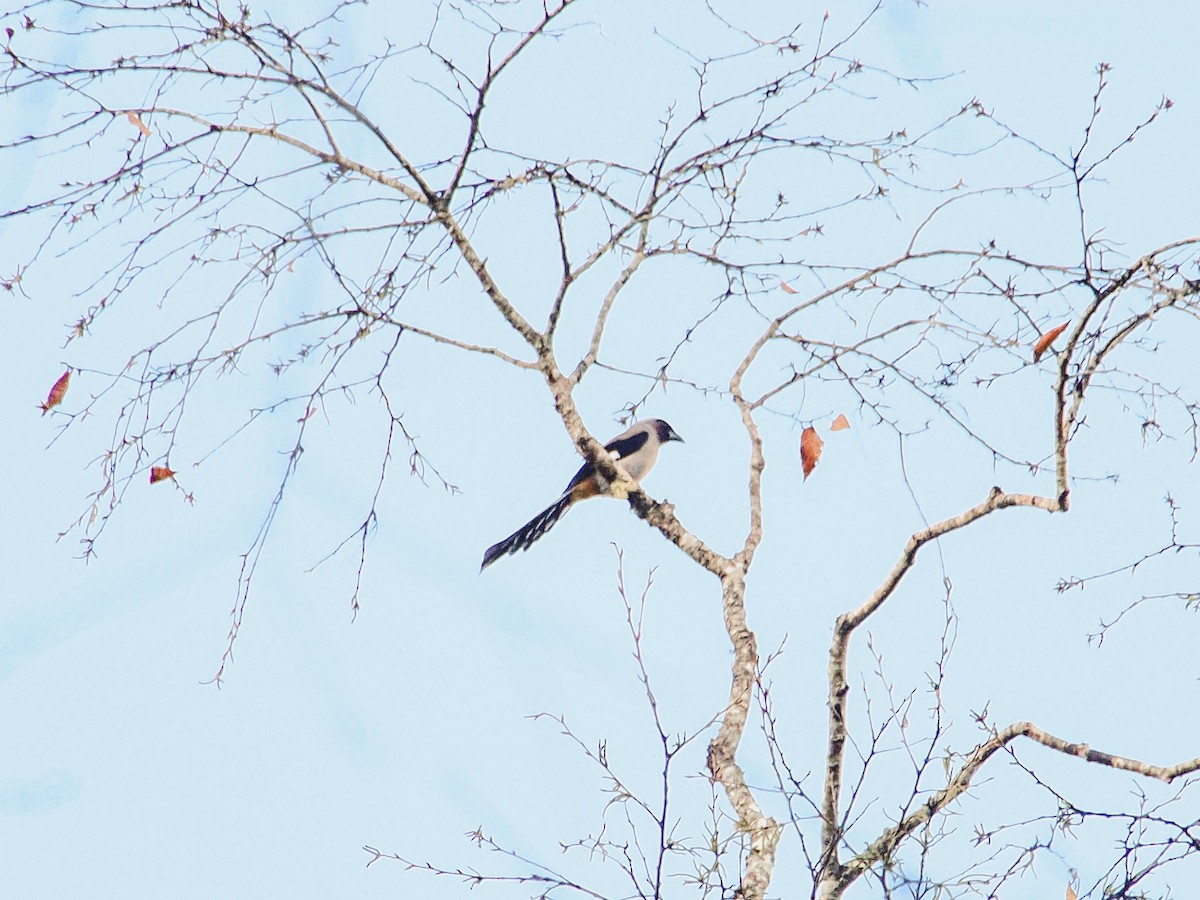Gray Treepie - ML646634990