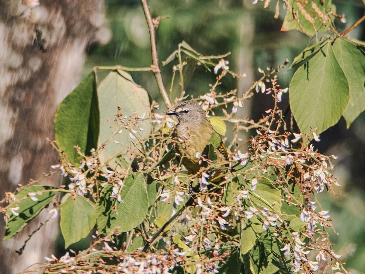 Flavescent Bulbul - ML646634992