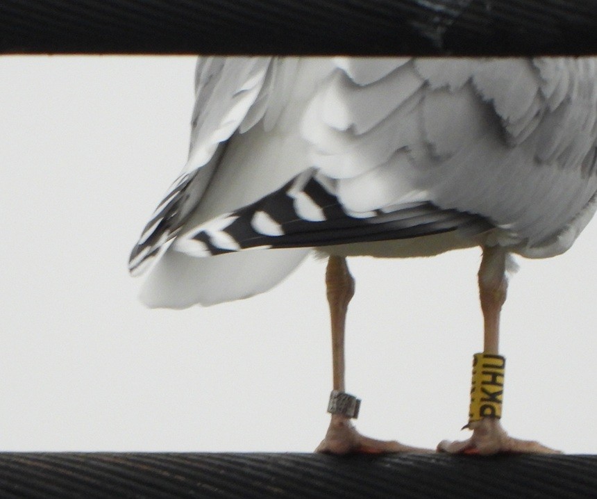 Caspian Gull - ML646634993