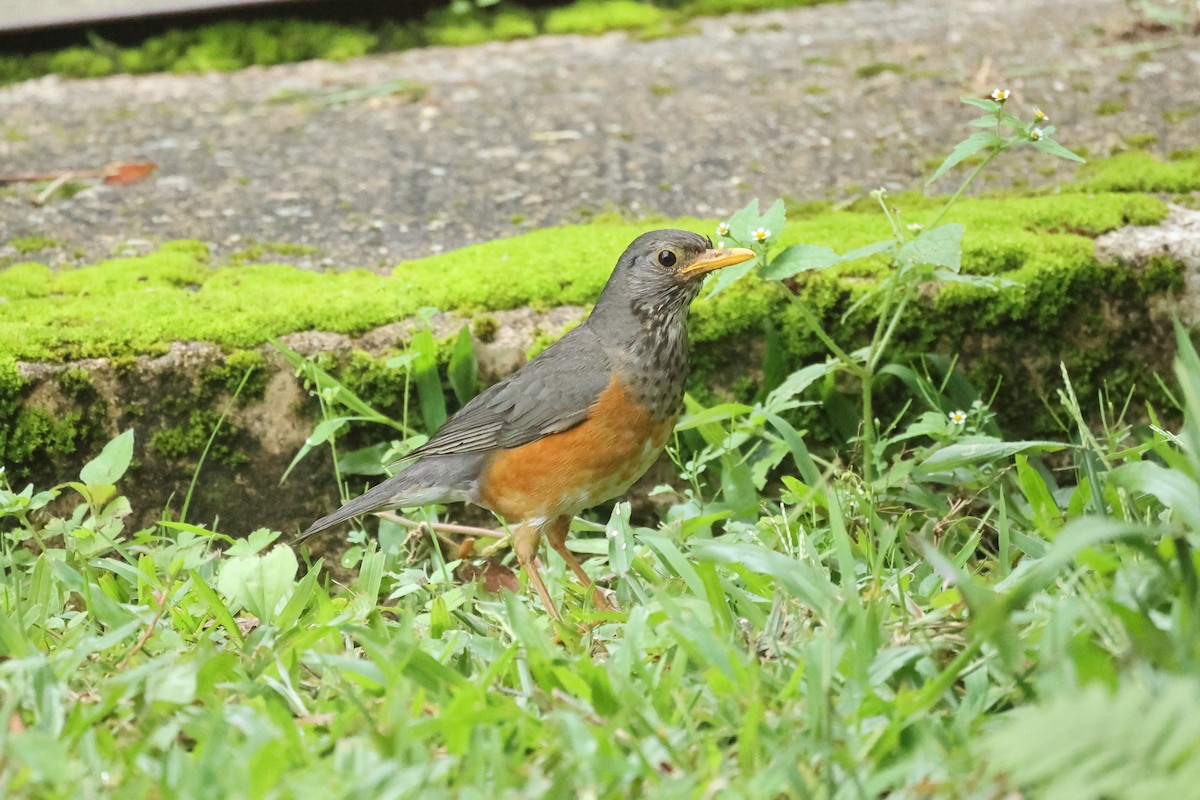 Black-breasted Thrush - ML646634994
