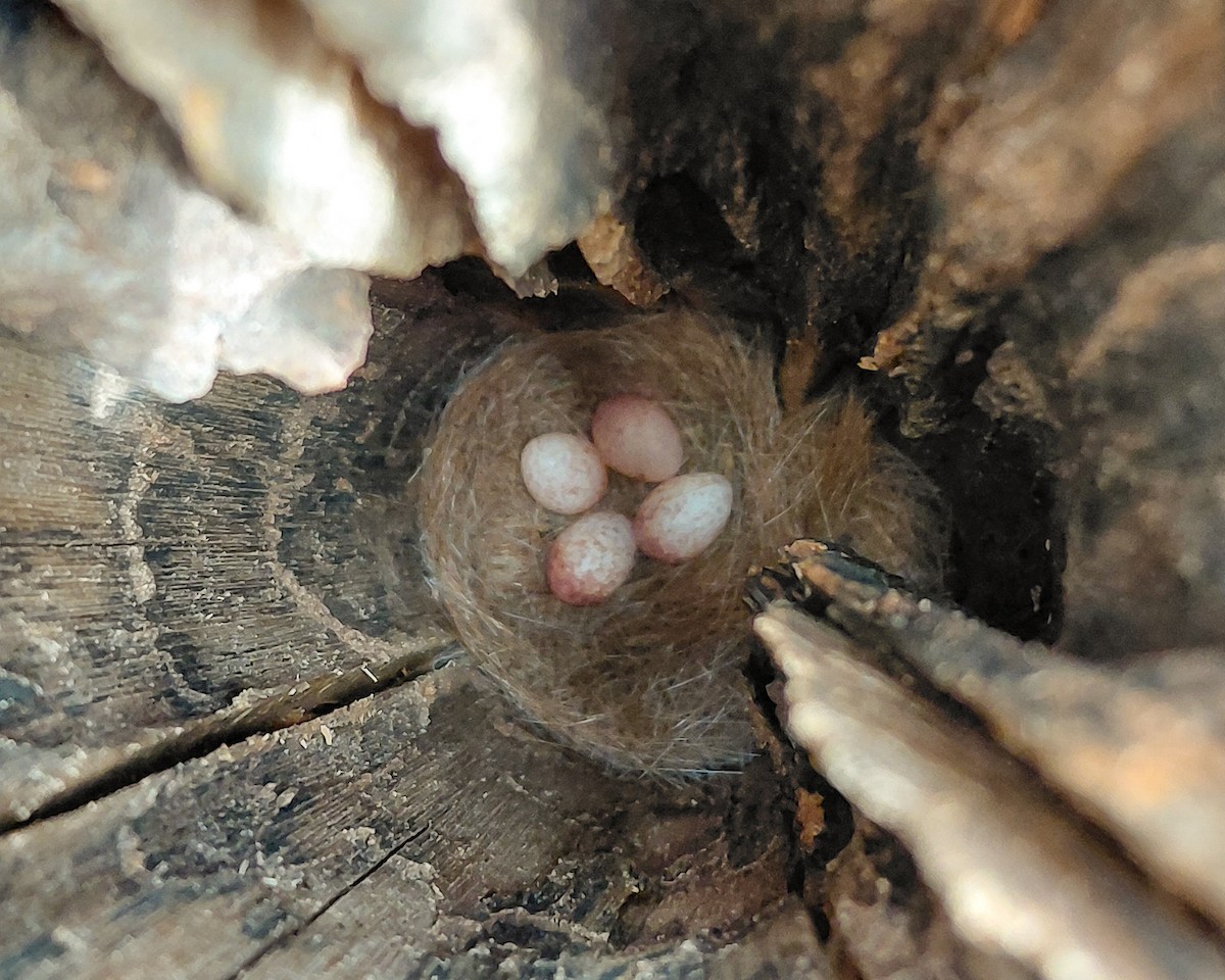 Southern Black-Tit - ML646634995