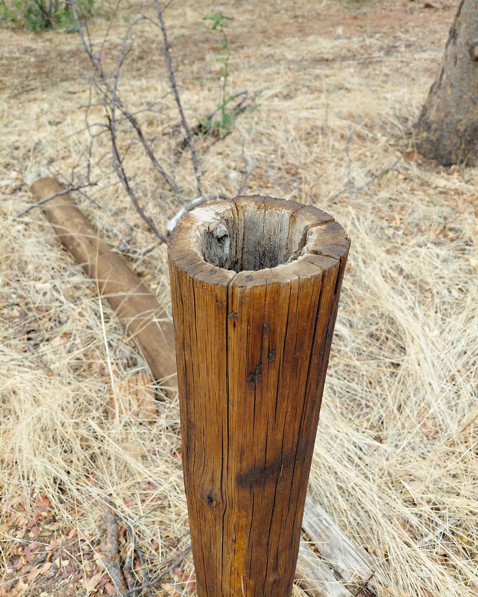 Southern Black-Tit - ML646634996