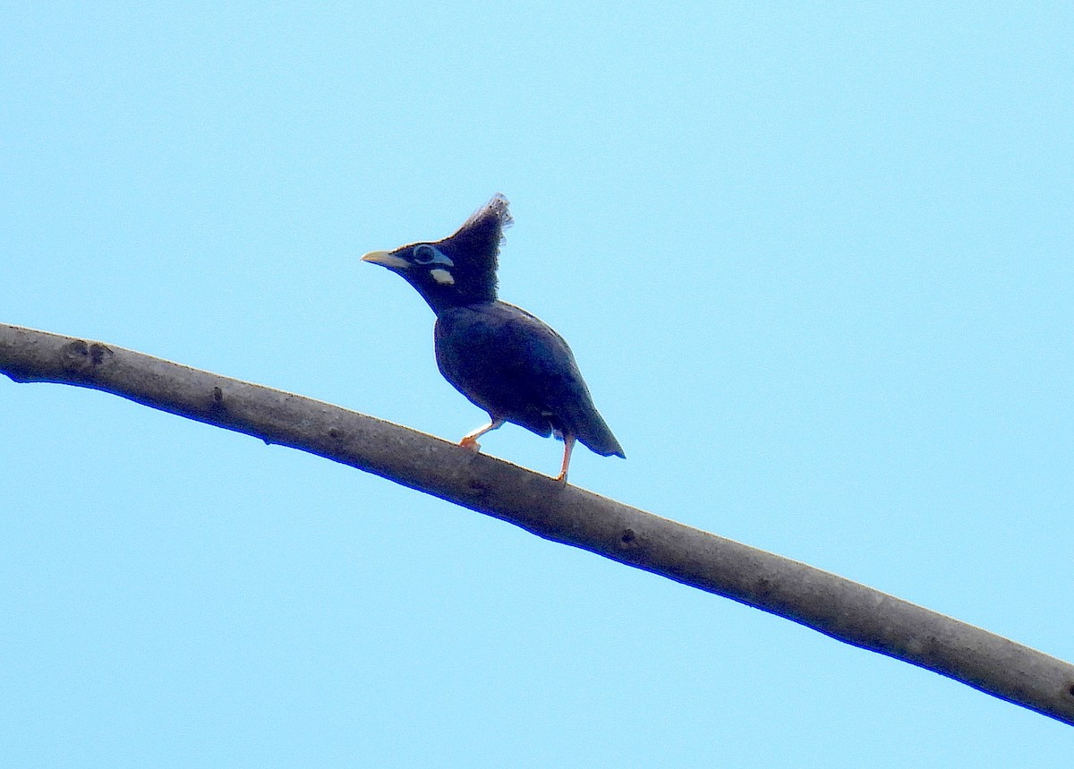 Long-crested Myna - ML646634997