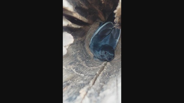 Southern Black-Tit - ML646634998