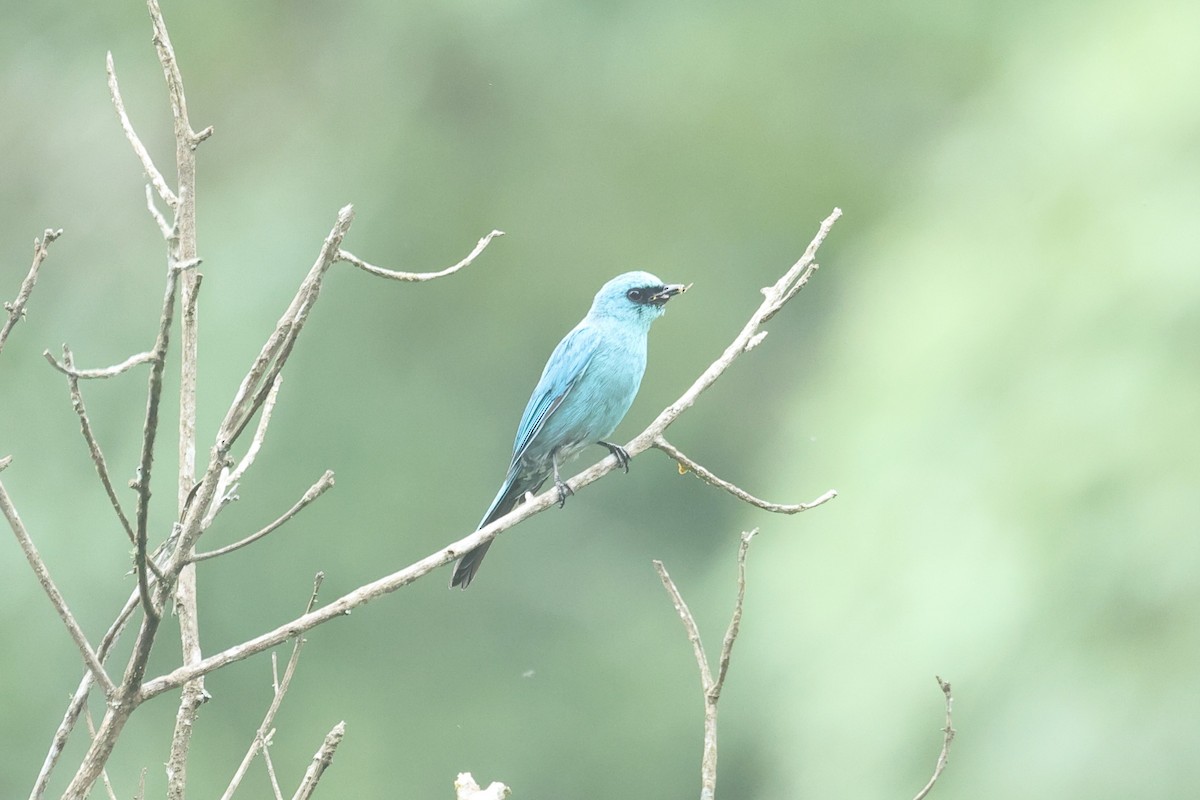 Verditer Flycatcher - ML646634999