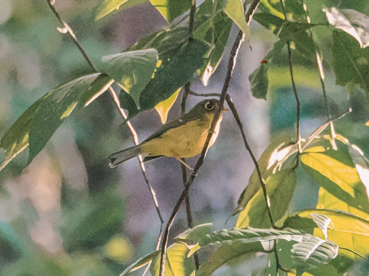 White-spectacled Warbler - ML646635001
