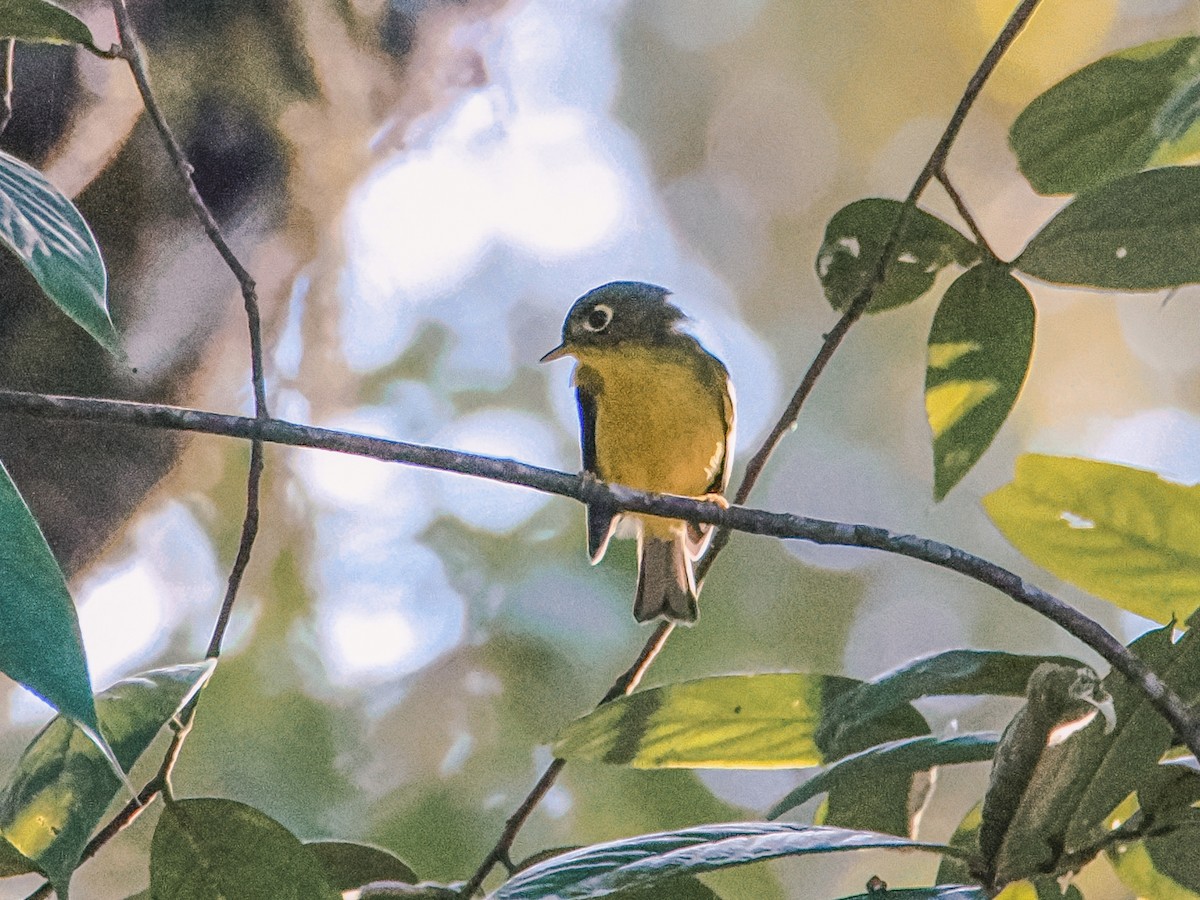 White-spectacled Warbler - ML646635002