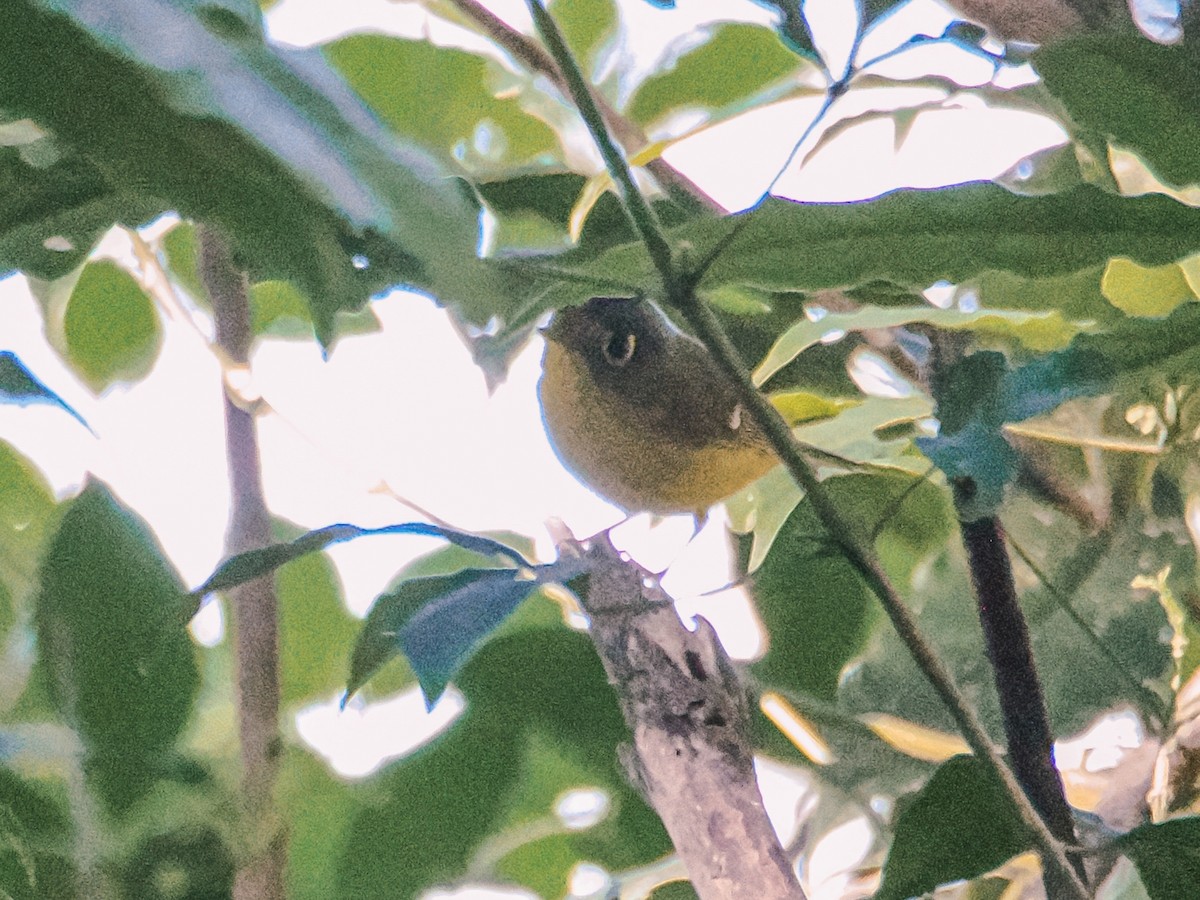 White-spectacled Warbler - ML646635003