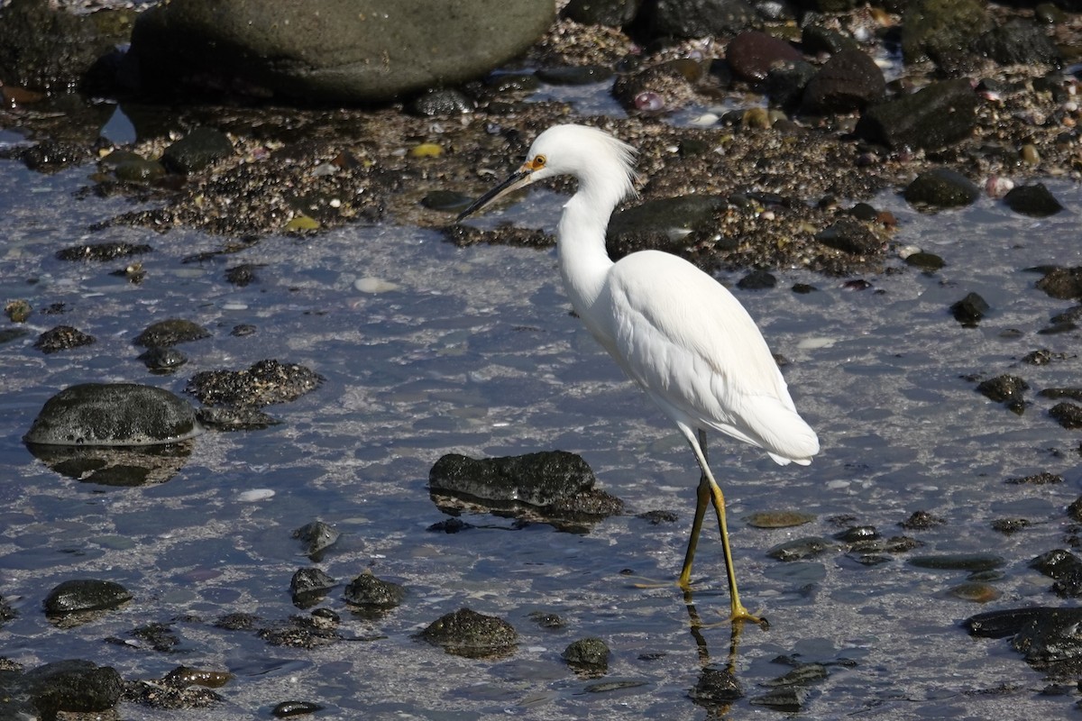 Snowy Egret - ML646635004