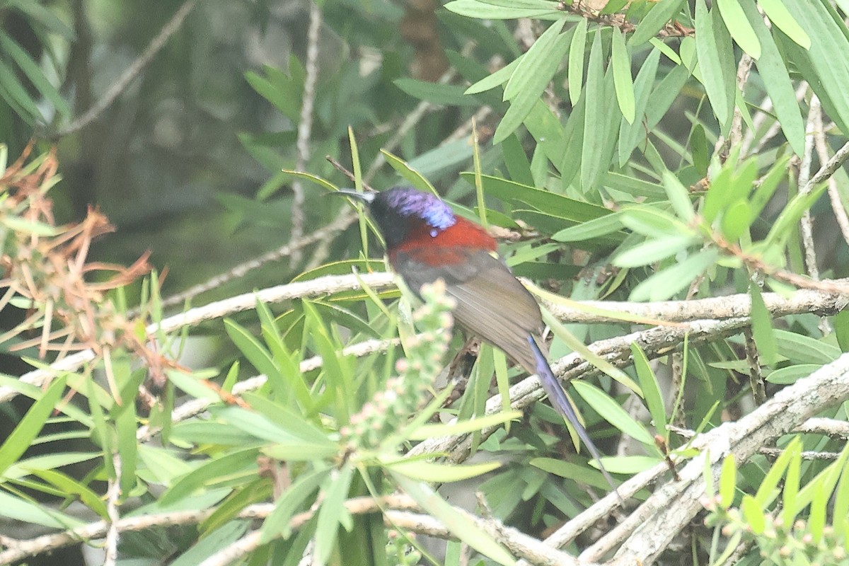 Black-throated Sunbird - ML646635005