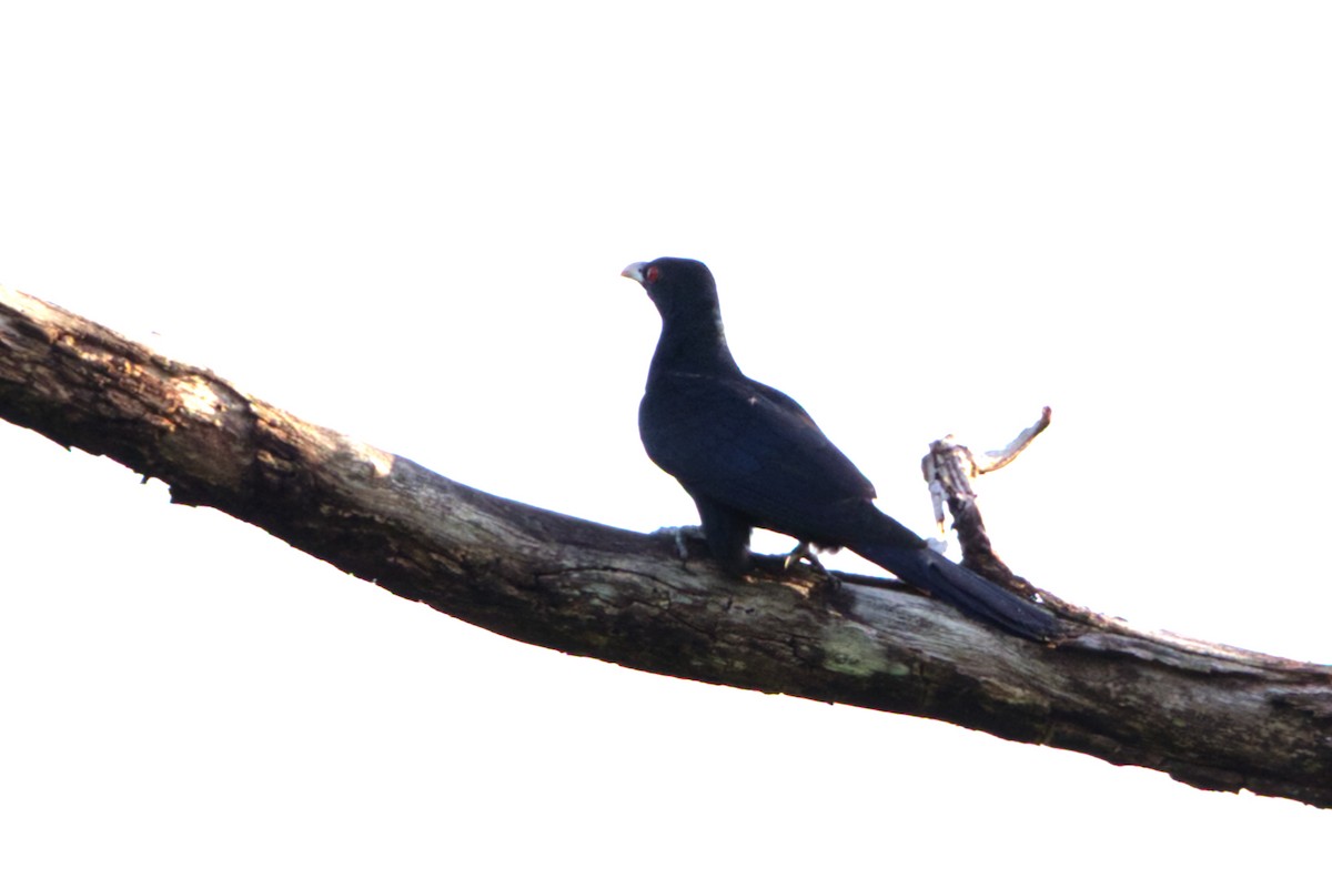 Коель великий - ML646635006